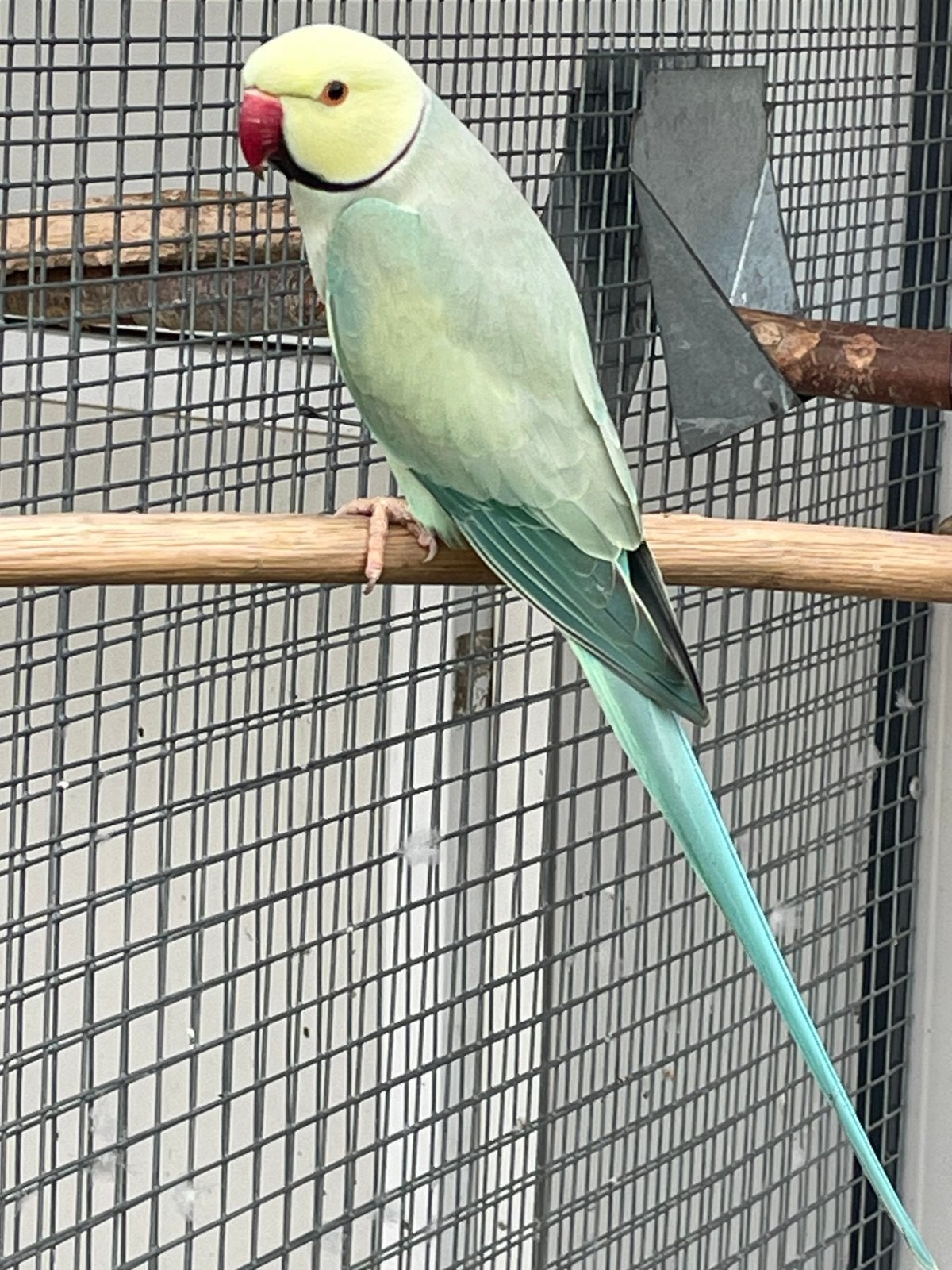 Perruches à collier, Mâle, Perruche, Bagué