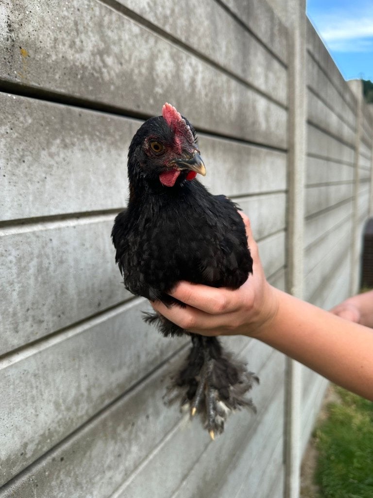 Brahma koperhals zoekt een warme thuis, Dieren en Toebehoren, Mannelijk, Kip