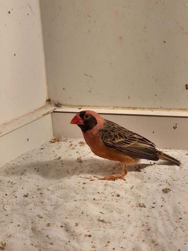 roodbekwever, Dieren en Toebehoren, Vogels | Overige Vogels, Mannelijk, Tropenvogel