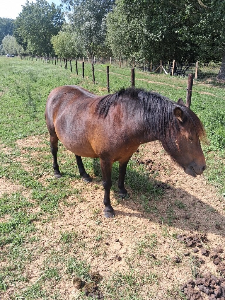 Drachtige Merrie, Dieren en Toebehoren, Merrie, Gechipt, B pony (1.17m tot 1.27m), Onbeleerd