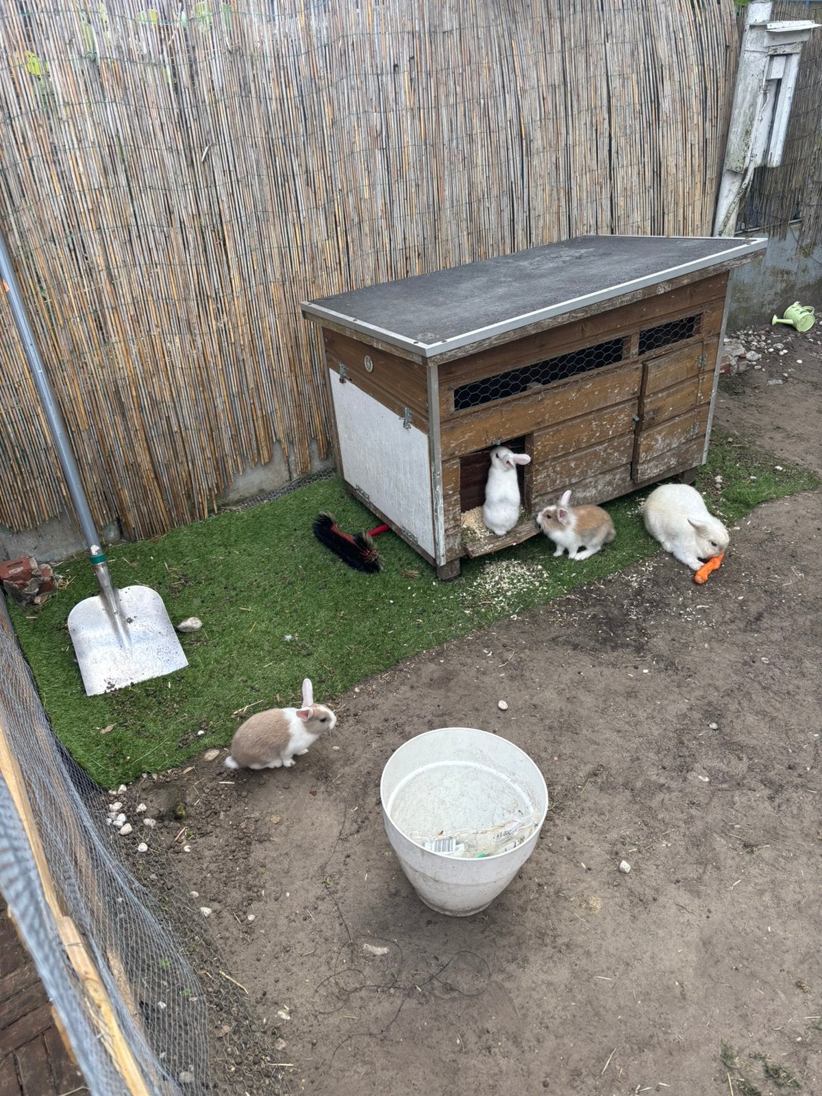 Dwergkonijn, Dieren en Toebehoren, Ophalen of Verzenden, Zo goed als nieuw
