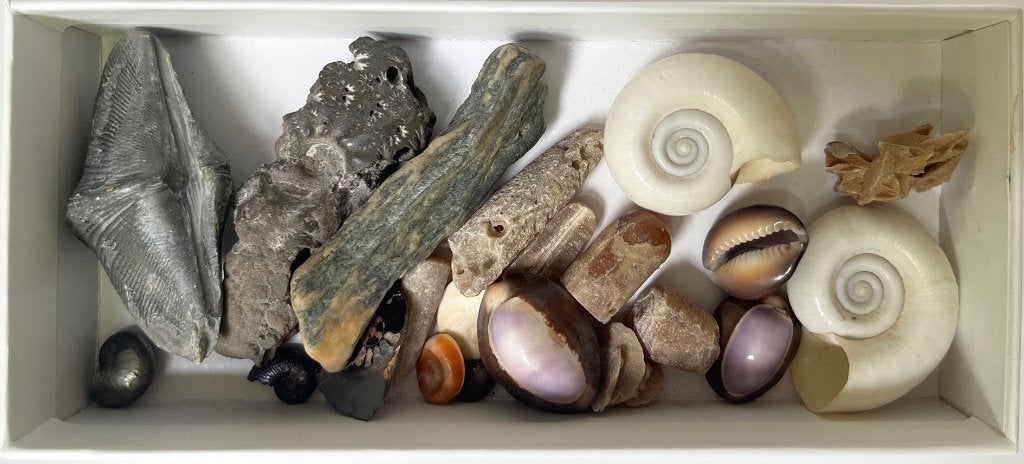 fosielen schelpen, Verzamelen, Mineralen en Fossielen, Ophalen of Verzenden, Schelp(en)