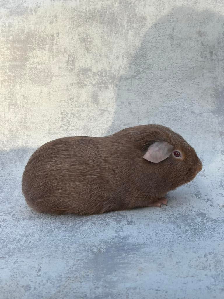 Cavia zalmagouti mannentje, Janvier, Mâle, Cobaye