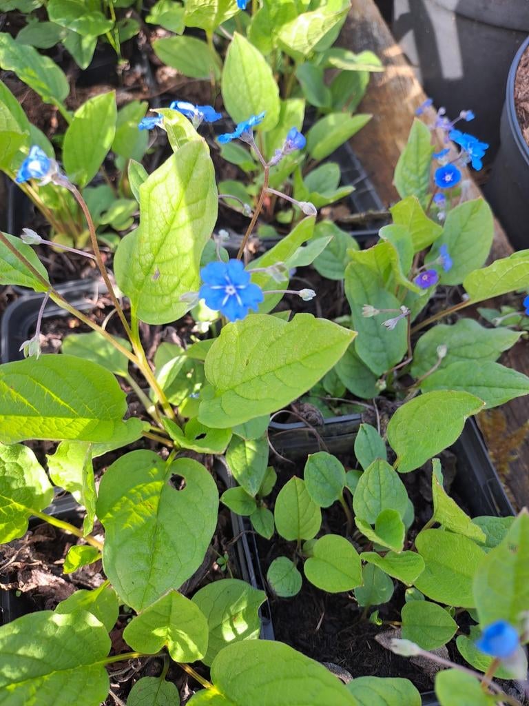 Omphalodes verna, Ophalen