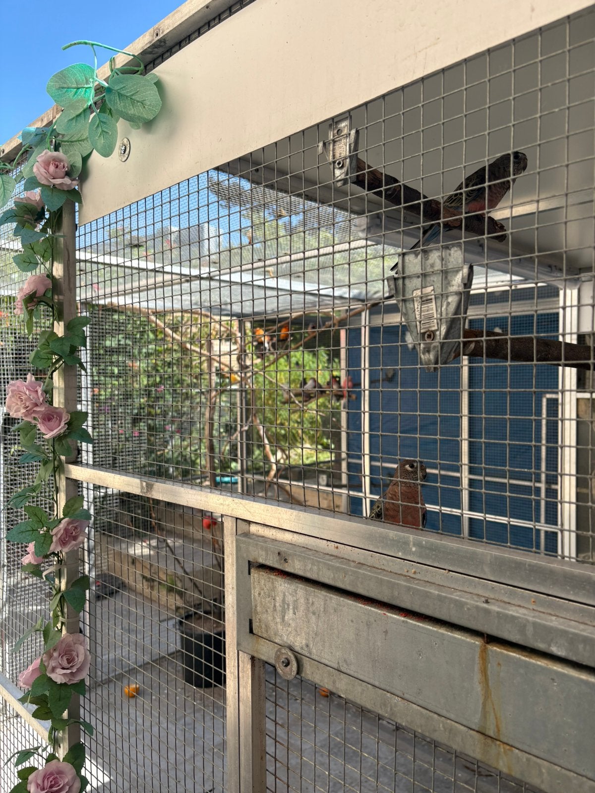 Volière avec Oiseaux, Animaux & Accessoires, Enlèvement ou Envoi, Utilisé, Volière
