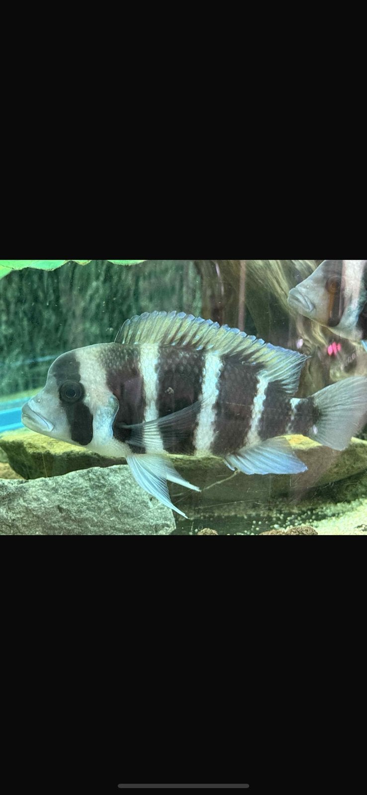 Frontoza blauw, Animaux & Accessoires, Poissons | Poissons d'aquarium, Autres types