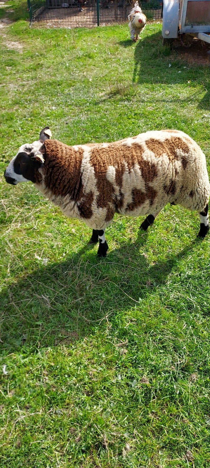 Baggerbonte bok, Mannelijk, Schaap, 0 tot 2 jaar