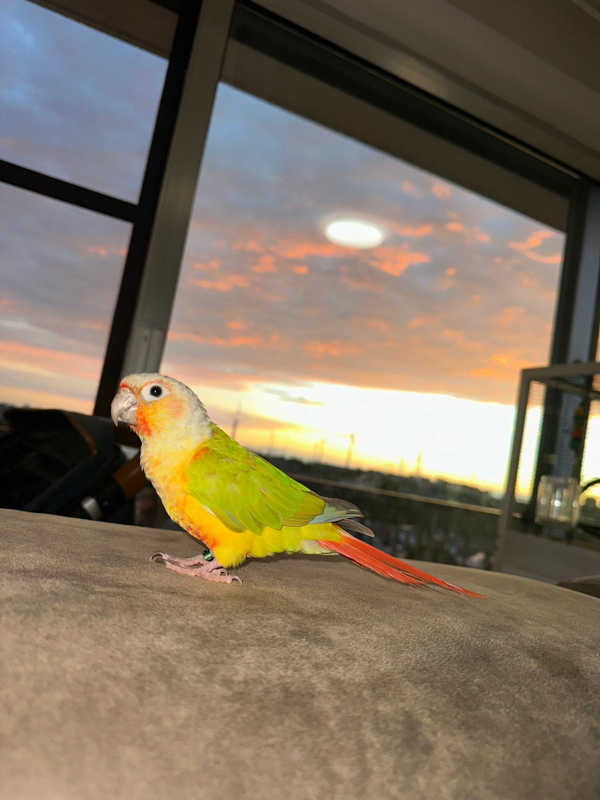 Pyrrhura conure, Dieren en Toebehoren, Geslacht onbekend, Papegaai, Tam
