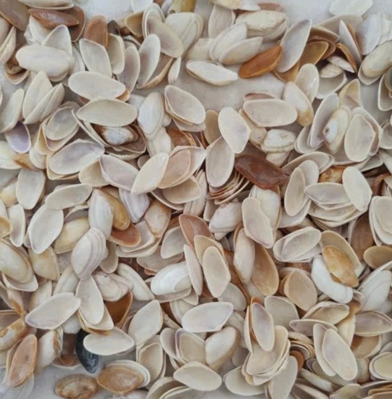 500 Coutaux Schelpjes voor Strandbloemetjes  ️, Tuin en Terras, Grind, Keien en Split, Ophalen, Overige typen, Nieuw, Multi
