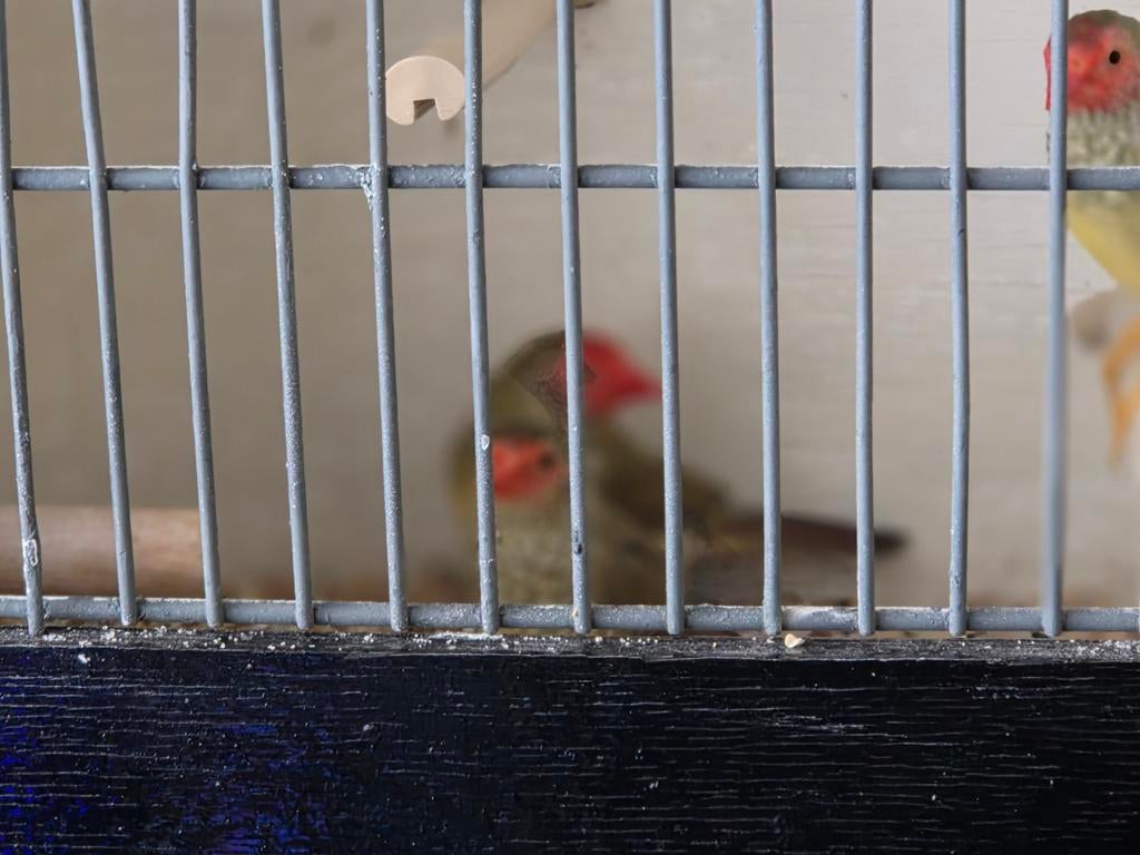 Binsenastrilde, Dieren en Toebehoren, Vogels | Kanaries