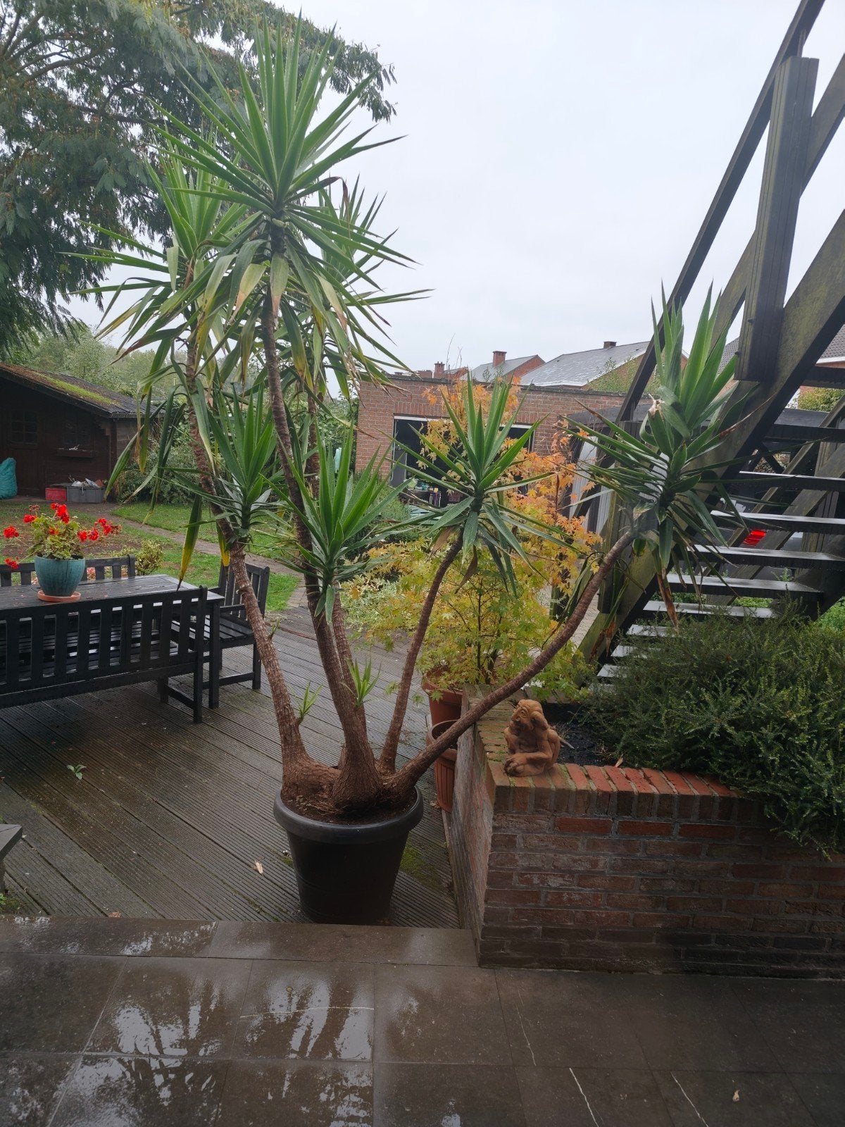 Yucca 3m50, Ophalen