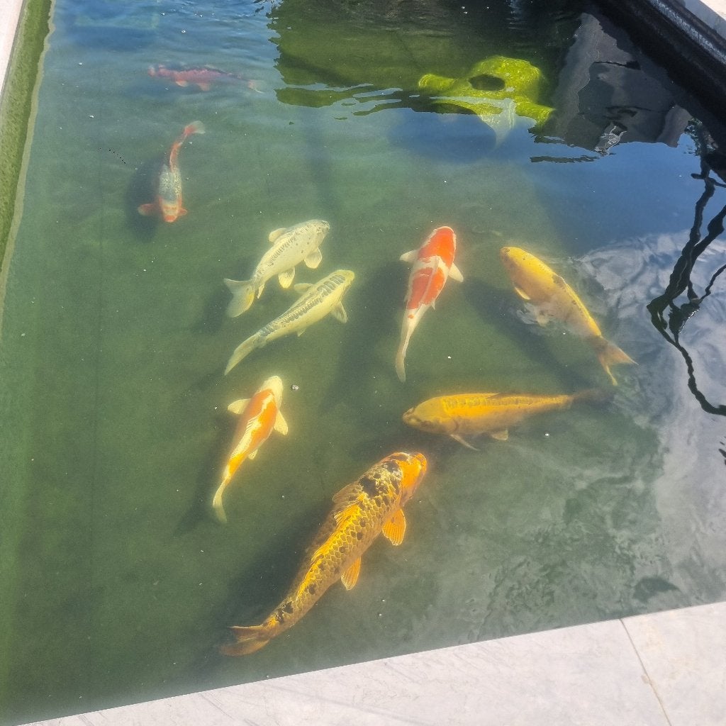 9 mooie koi vissen, Dieren en Toebehoren, Karper of Koi