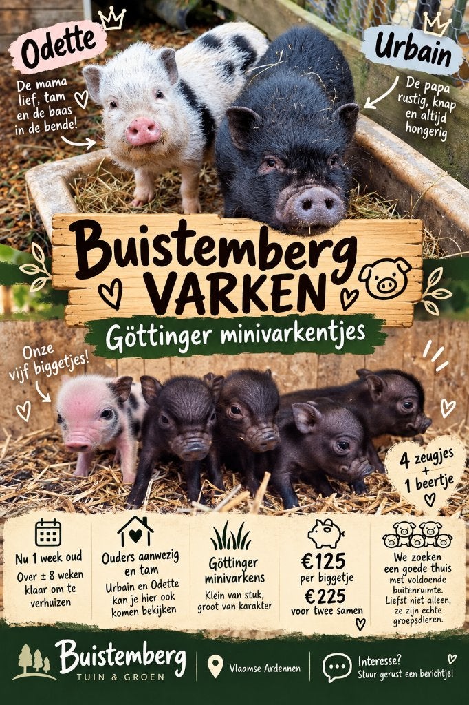 Göttinger varken, Dieren en Toebehoren, Meerdere dieren, Varken, 0 tot 2 jaar