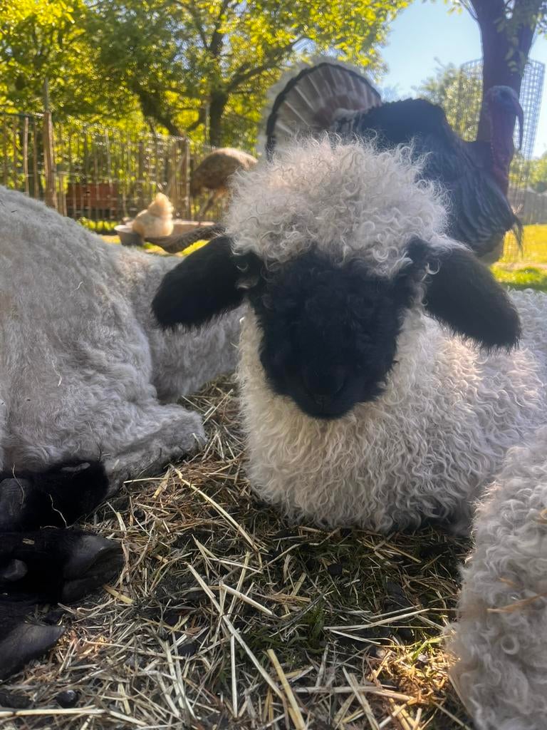 Walliser shwartsnaze lammetjes