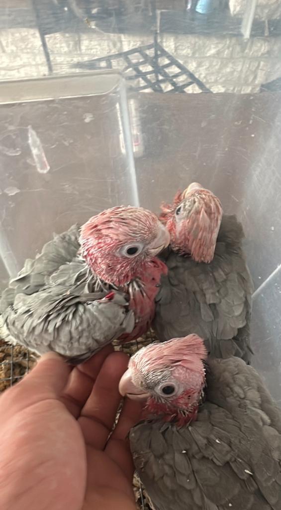 cacatoès rosalbins, Dieren en Toebehoren, Vogels | Hokken en Kooien, Ophalen