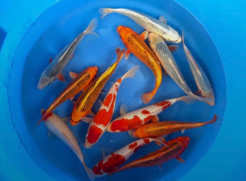 HQ Jumbo Tosai 32-37cm, Karper of Koi