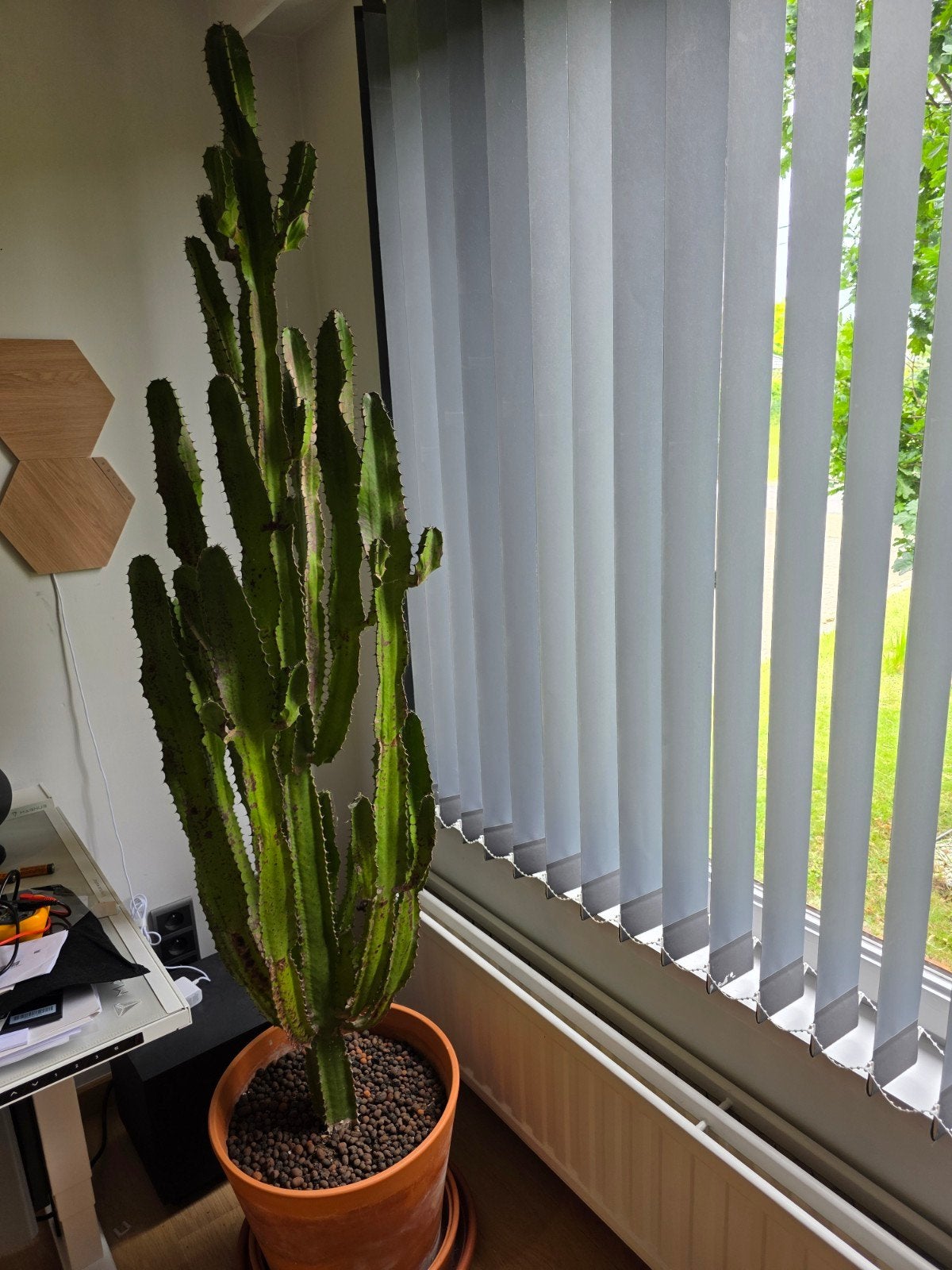 Cactus (candelabra) met pot, Enlèvement, Neuf, 50 à 100 cm, 150 à 200 cm