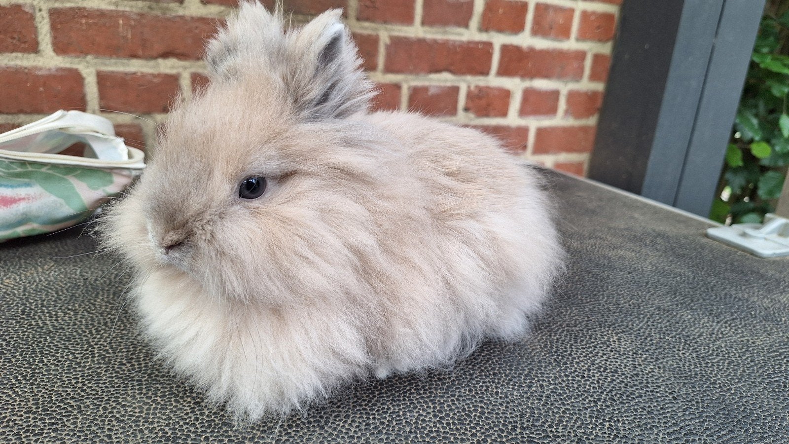 Teddy dwerg rammelaar, Dieren en Toebehoren, Konijnen, Mannelijk, Dwerg, 0 tot 2 jaar