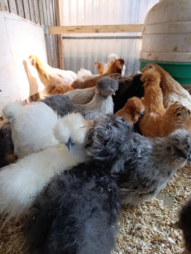 legkippen actie 5+1/10+3 en sier/krielkippen 4+1 GRATIS, Vrouwelijk, Kip