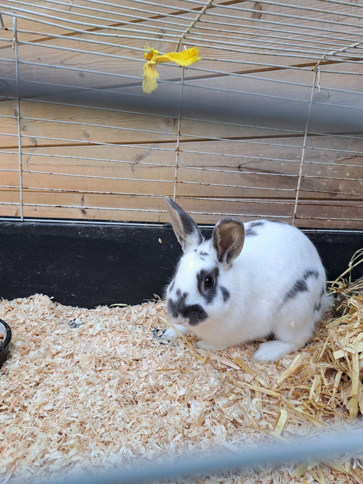 mannelijke konijnen, Dieren en Toebehoren, Mannelijk, Klein, 0 tot 2 jaar