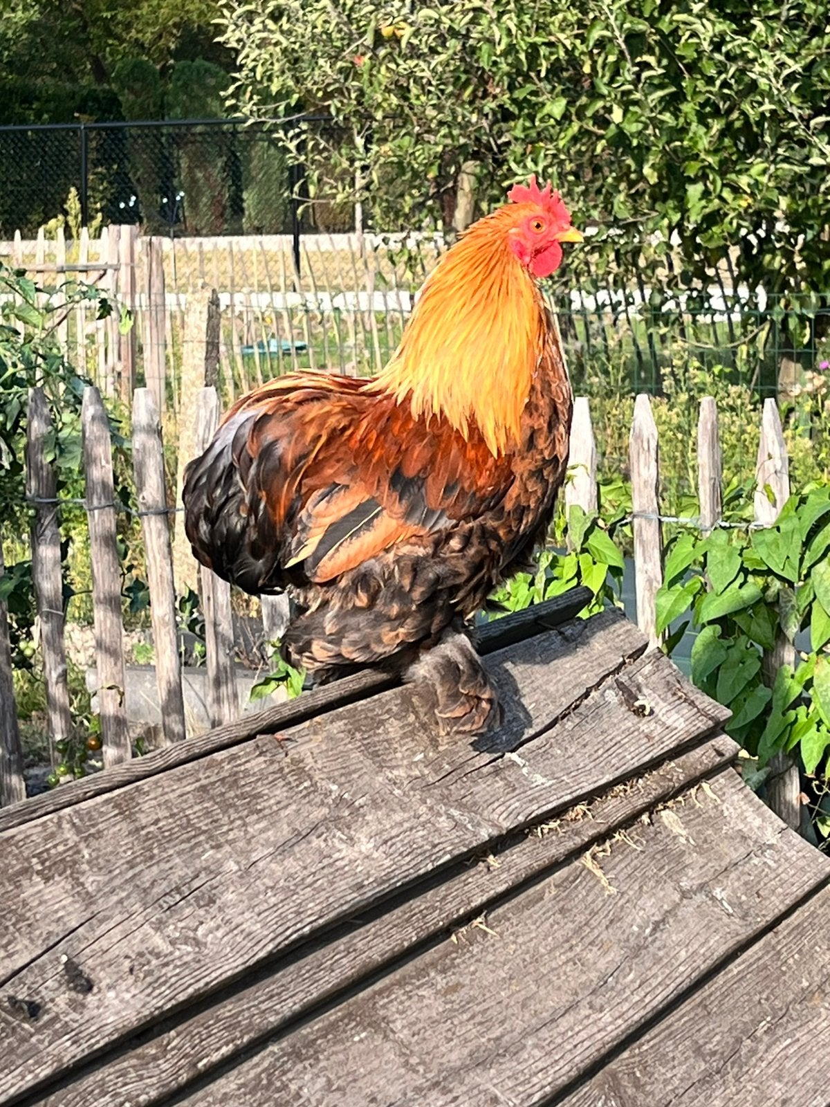 Gratis cochin kriel haantje, Mâle, Poule ou poulet
