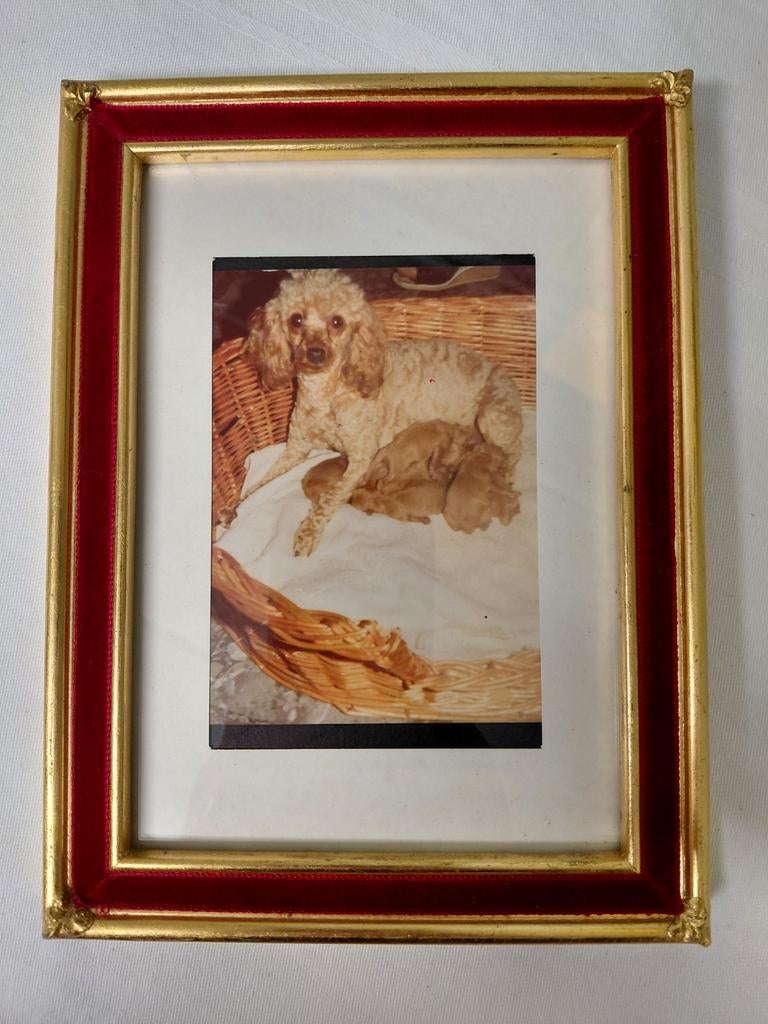 Verschillende frames, Ophalen of Verzenden