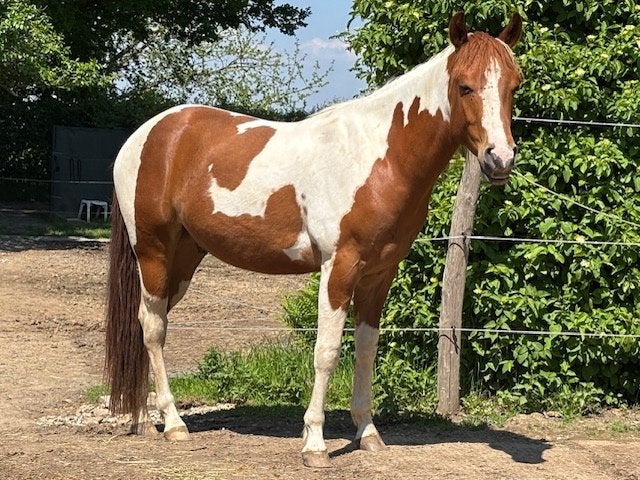 Paint horse 03-05-2023, Animaux & Accessoires, Hongre, Moins de 160 cm, Cheval western, Avec pedigree
