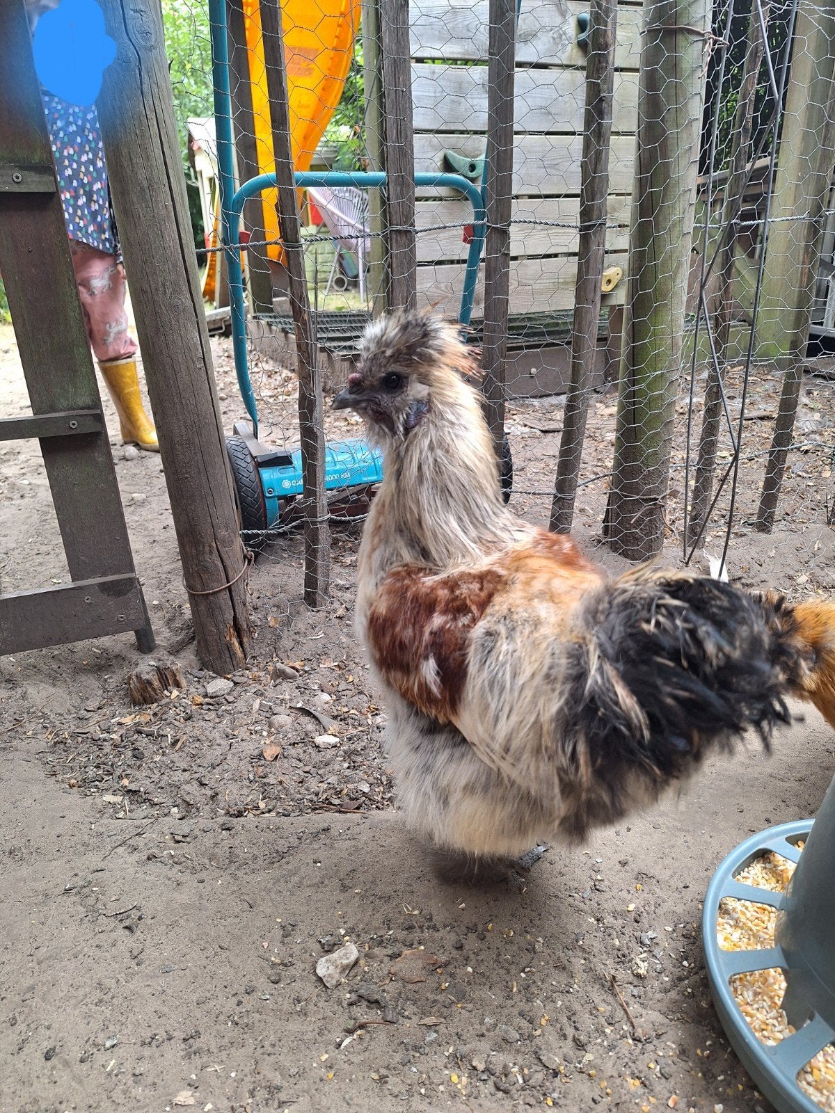 mix zijdehoender hanen gratis, Dieren en Toebehoren, Pluimvee