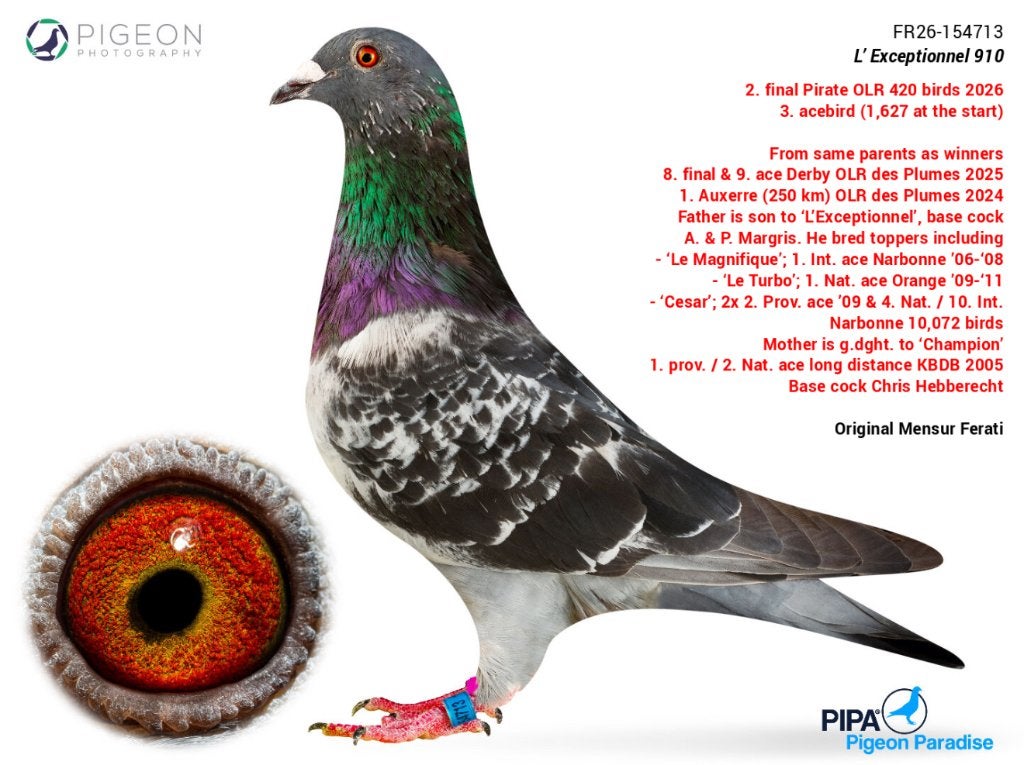 Pigeon voyageur, Sexe inconnu, Pigeon voyageur