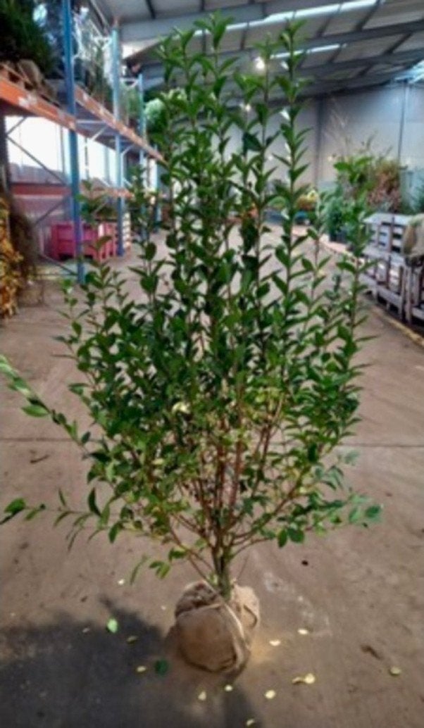 Liguster haag planten, Ophalen, 100 tot 250 cm