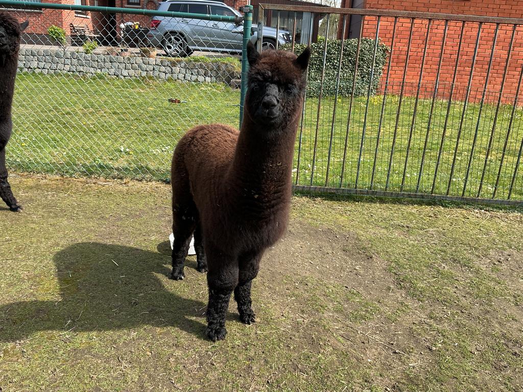 Alpaca, Augustus, Mannelijk