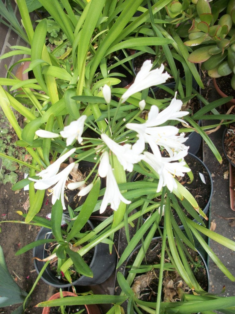 Agapanthus 'Album', Tuin en Terras, Ophalen