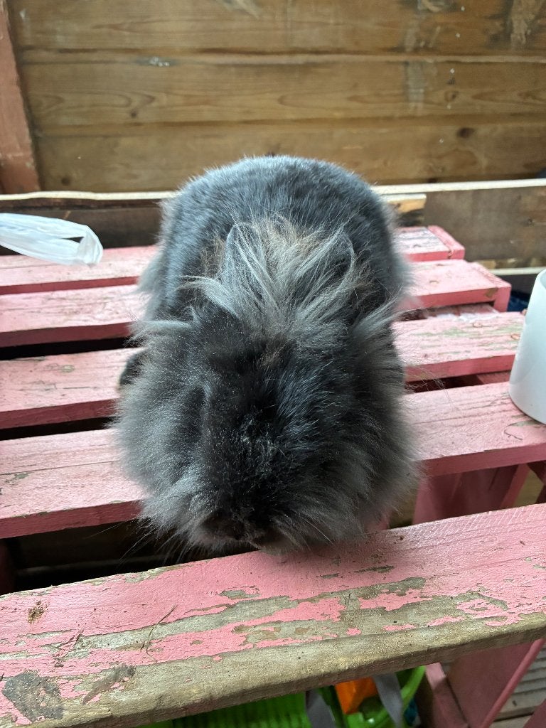 Konijntjes, Dieren en Toebehoren, Meerdere dieren, Klein, 0 tot 2 jaar