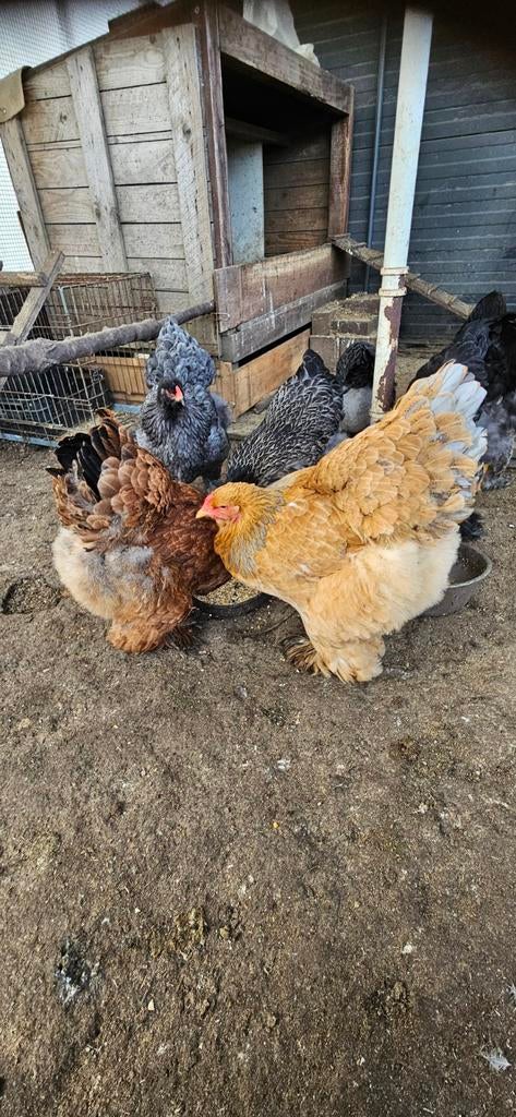Broedeieren Brahma kippen mix