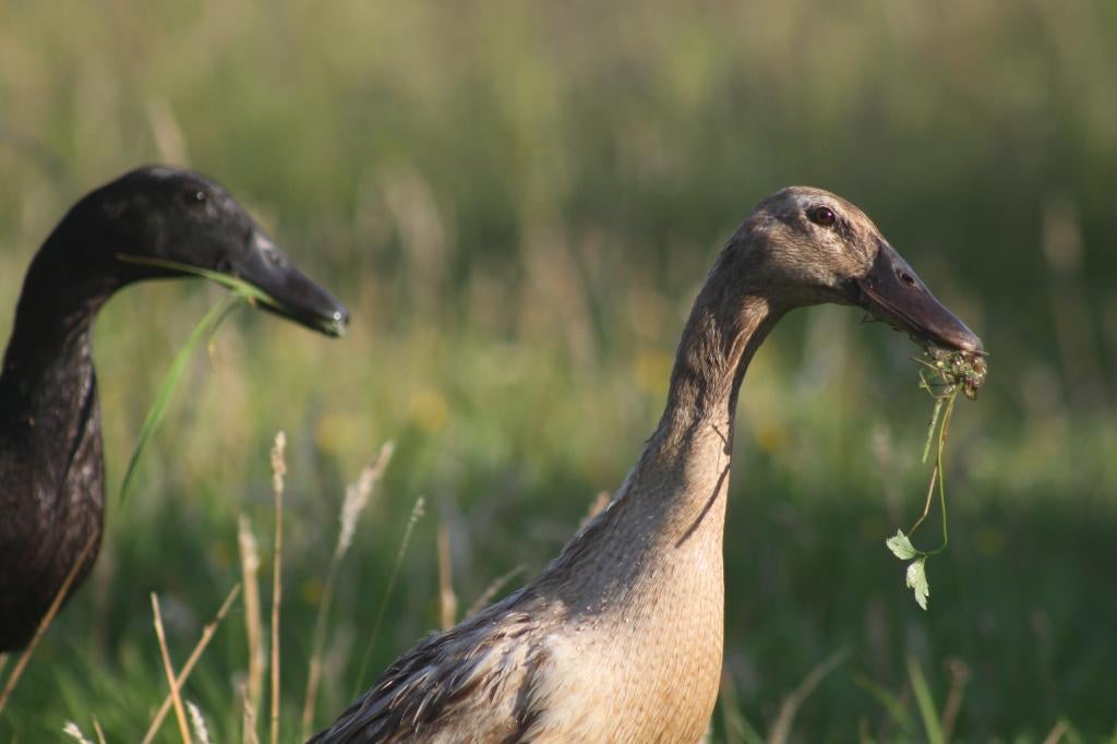 broedeieren Indische loopeenden, Dieren en Toebehoren
