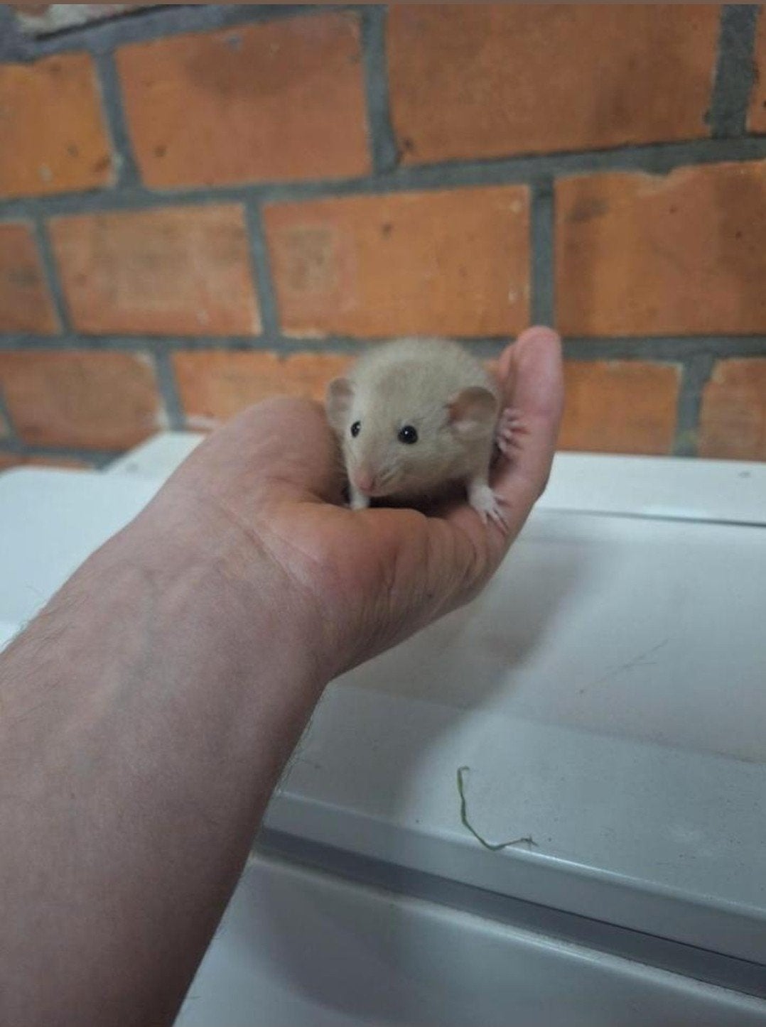 jonge dumboratjes handtam, Animaux & Accessoires, Septembre, Rat, Domestique