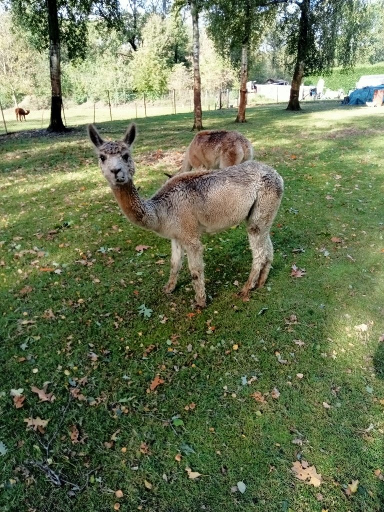 alpaca merrie, Dieren en Toebehoren, Vrouwelijk, Alpaca, 3 tot 5 jaar