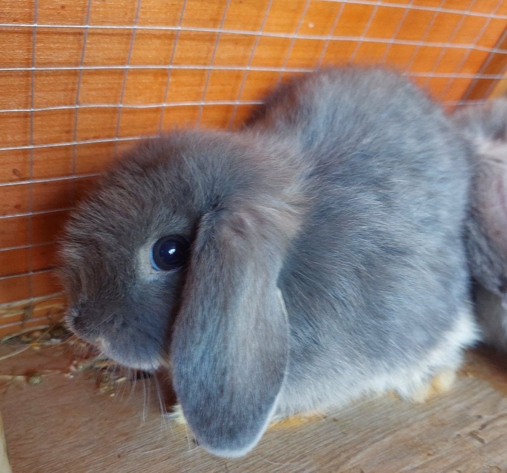 minilop de race, Mâle, Nain, Oreilles tombantes, 0 à 2 ans