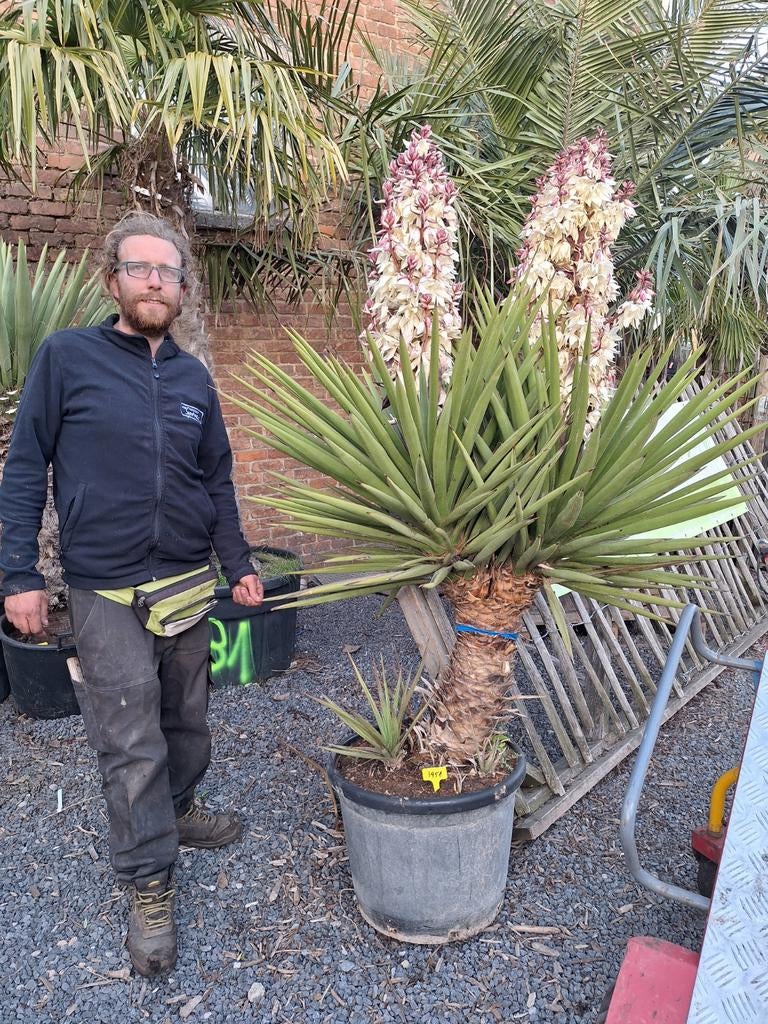 Yucca treuculeana var. caniculata à deux têtes !, Enlèvement ou Envoi
