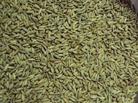Rogge stro en graan, Dieren en Toebehoren, Dierenvoeding, Ophalen