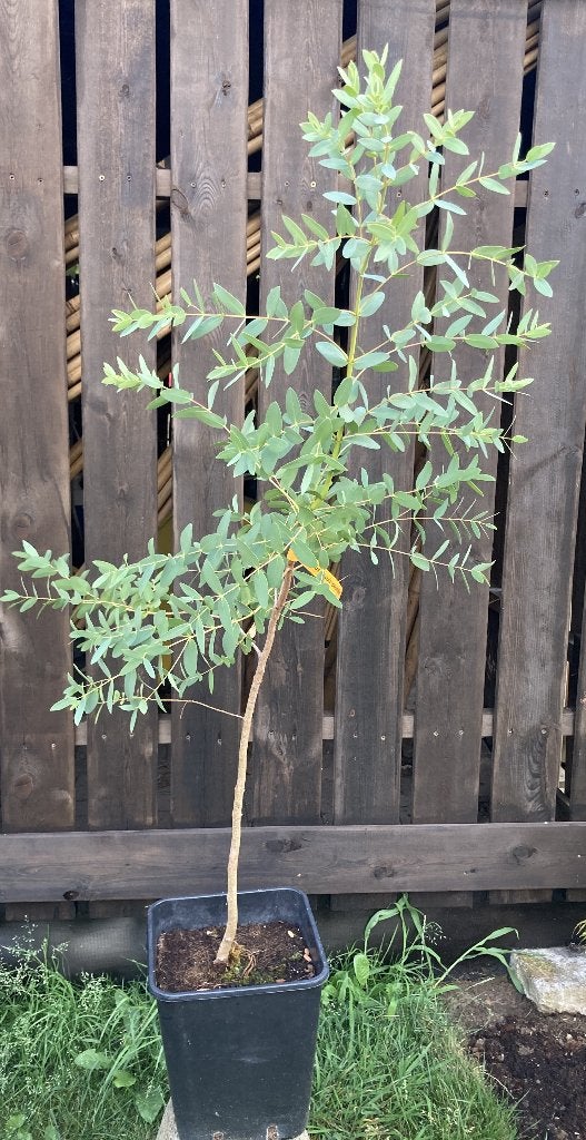 Eucalyptus parvula (parvifolia), Jardin & Terrasse, Plantes | Arbres, En pot, Autres espèces, Enlèvement, Été