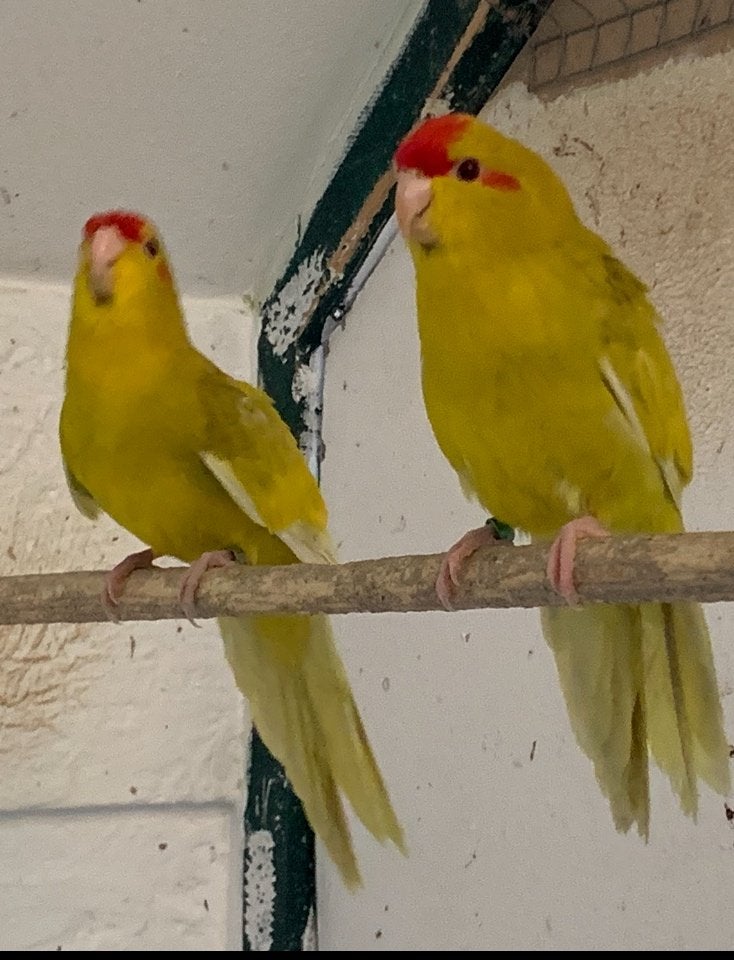 Kakariki, Dieren en Toebehoren, Meerdere dieren, Parkiet, Geringd