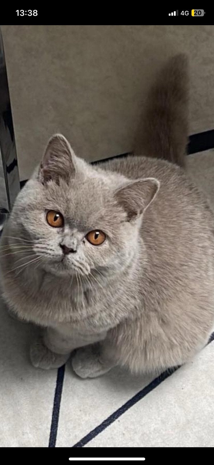 Britse kortharigen kittens, Meerdere dieren, Gechipt, 0 tot 2 jaar