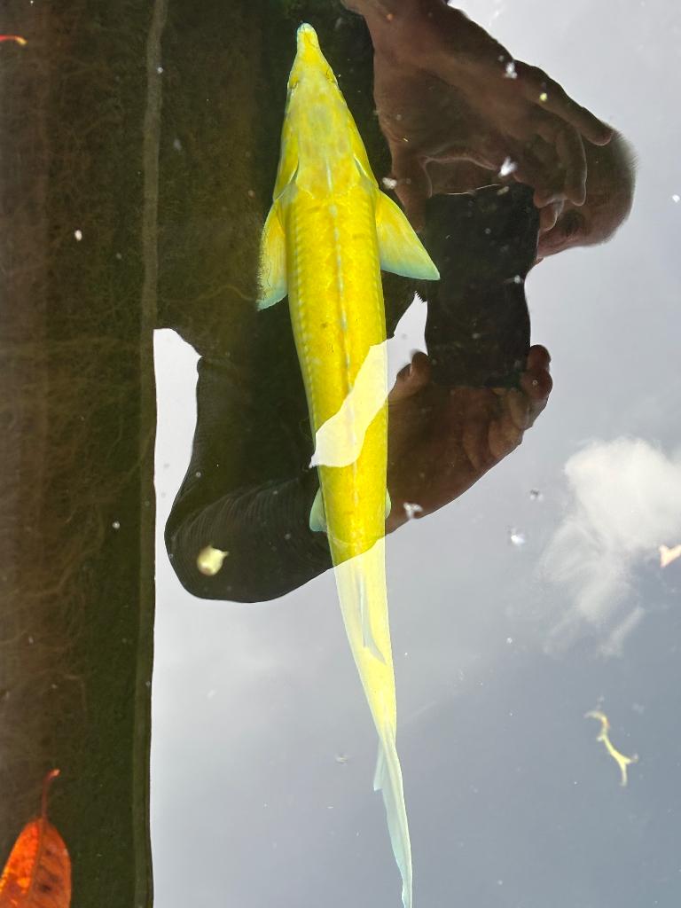 Koi en diamantsteur en albino steur, Steur