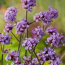 Verbena Lollipop, Ophalen