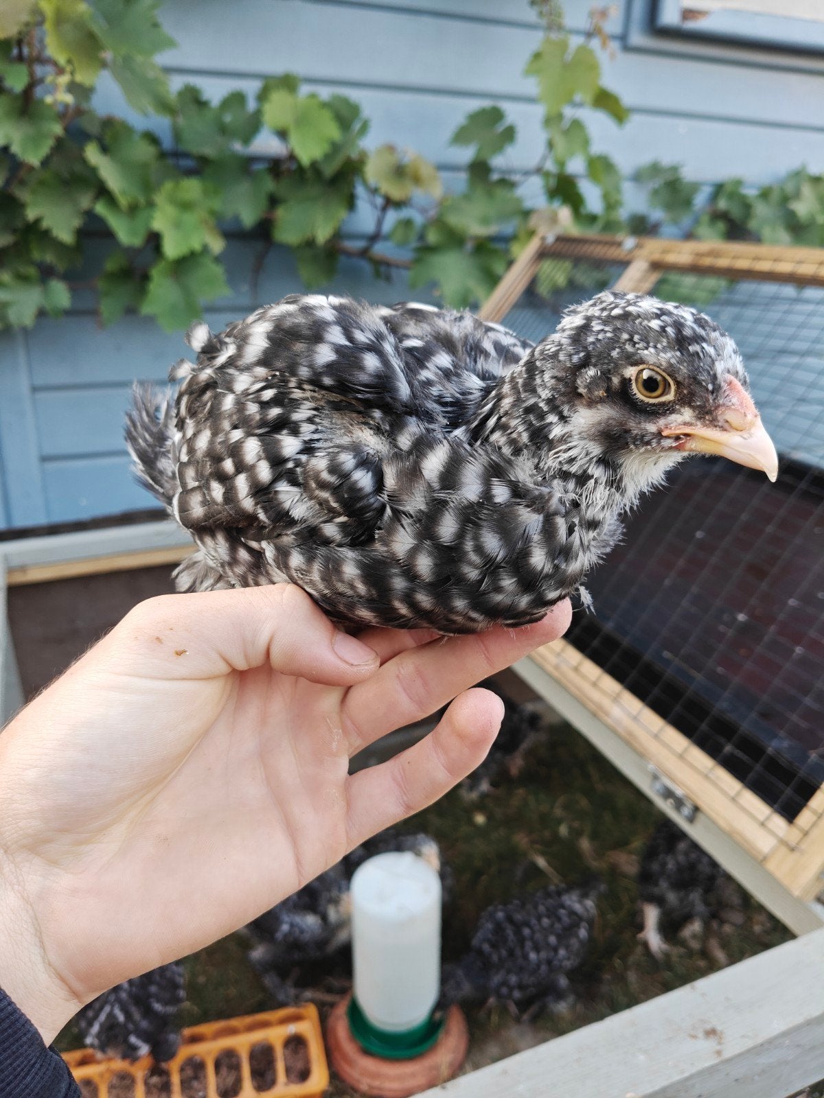 Mechelse Kalkoenkop kuikens 100% Hennen, Dieren en Toebehoren, Pluimvee, Vrouwelijk, Kip