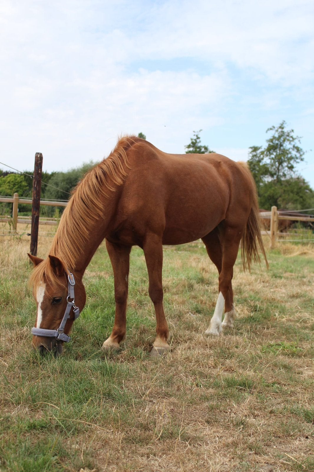 B pony leerpony, Dieren en Toebehoren, Minder dan 160 cm, L, 11 jaar of ouder, Merrie