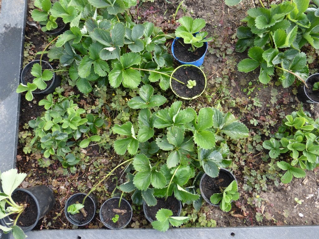 GORELLA-AARDBEIEN, Ophalen, Nieuw