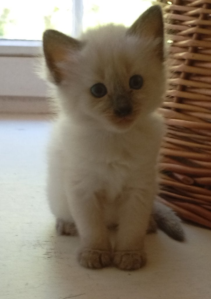 Kitten, Ophalen