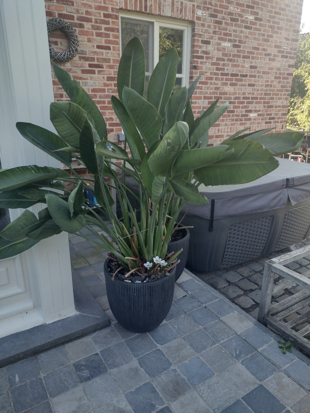 paradijsvogelplant strelitzia, Enlèvement